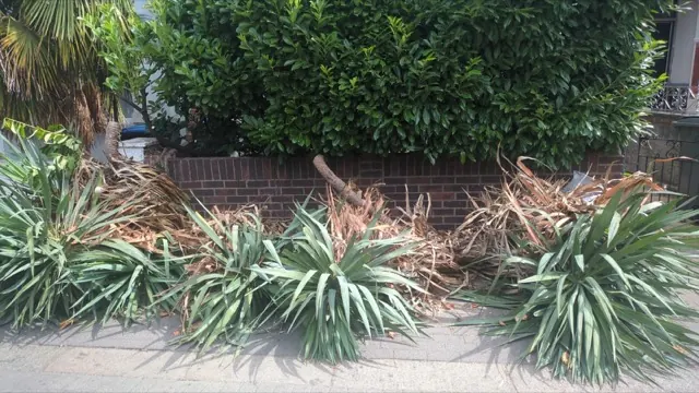 Close up of cut palm fronds, cordyline foliage and a sawn tree trunk section cleared as green waste in Ealing