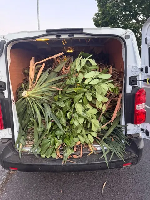Van loaded with palm fronds, laurel cuttings and green waste from a garden waste removal job in Ealing